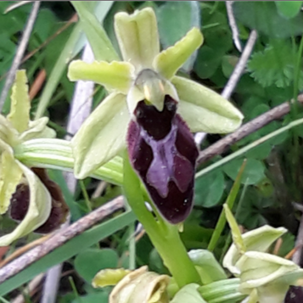 Ophrys fusca